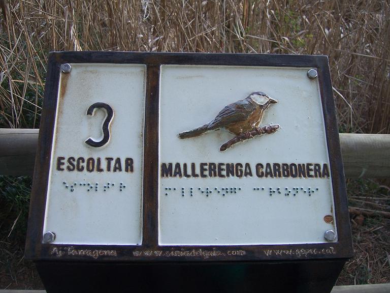 Cartell sensorial sobre la mallerenga carbonera