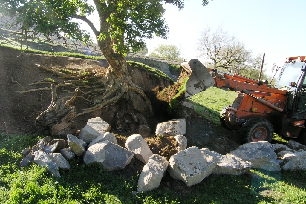 Construcció d’un escocell per protegir un saüquer desfalcat a la
finca de Niubó